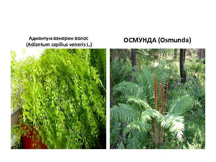 Адиантум венерин волос (Adiantum capillus veneris L. ) ОСМУНДА (Osmunda) 