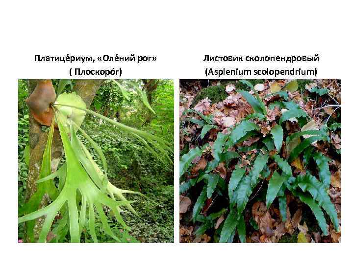 Платице риум, «Оле ний рог» ( Плоскоро г) Листовик сколопендровый (Asplenium scolopendrium) 