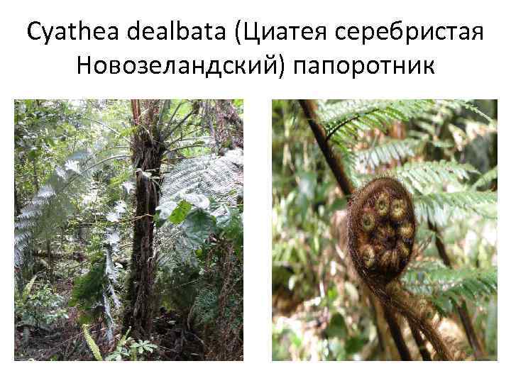 Cyathea dealbata (Циатея серебристая Новозеландский) папоротник 