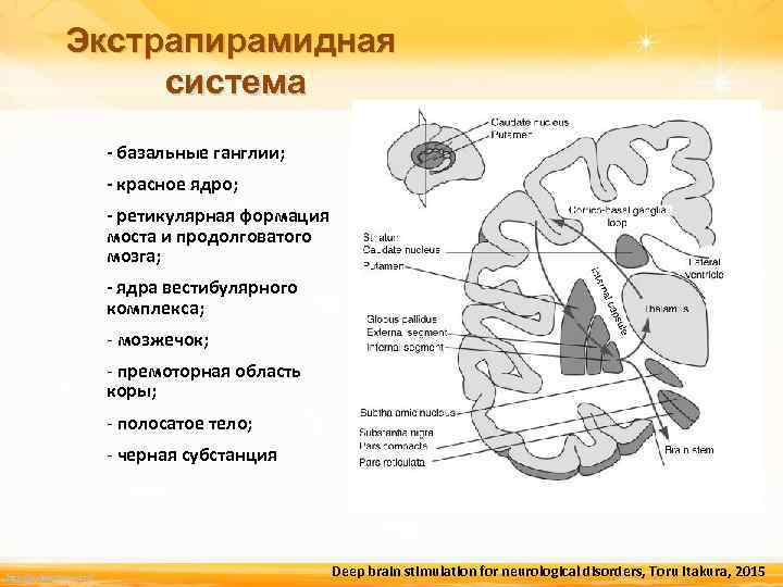 Экстрапирамидная система картинки