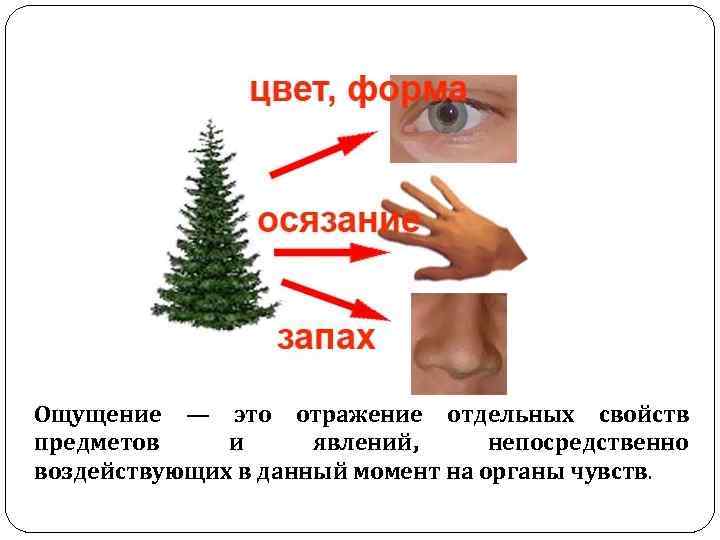 Ощущение — это отражение отдельных свойств предметов и явлений, непосредственно воздействующих в данный момент