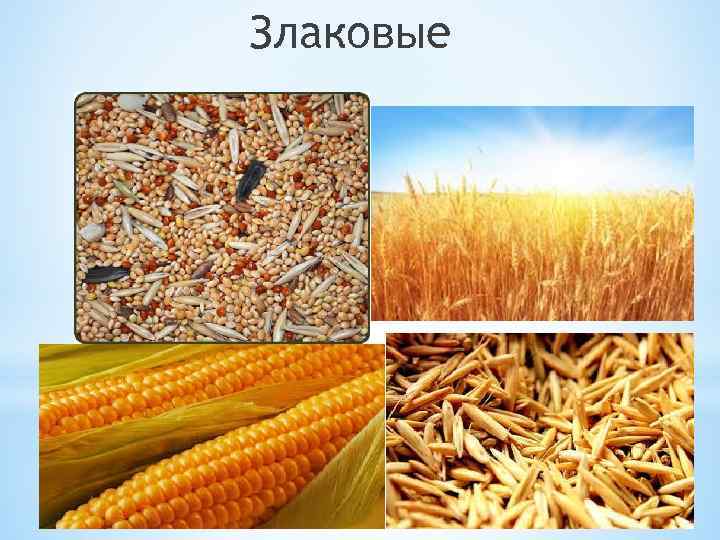 Злаковые 