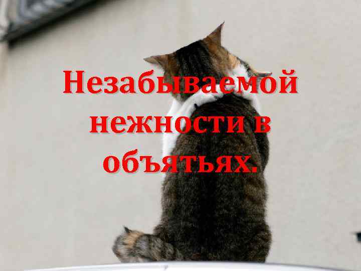 Незабываемой нежности в объятьях. 