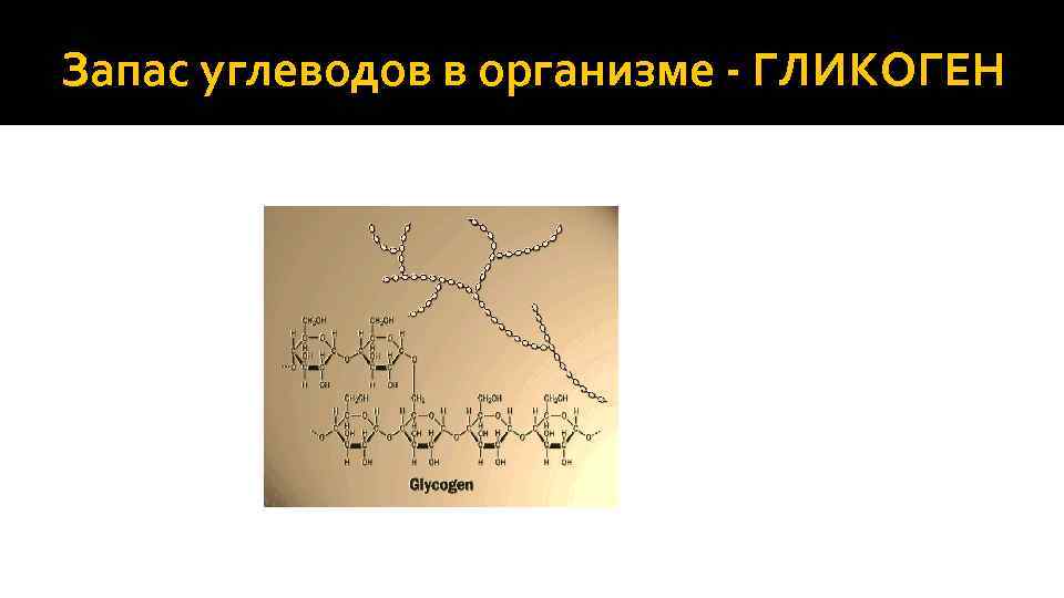 Запас углеводов в организме - ГЛИКОГЕН 