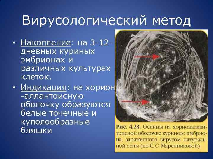 Вирусологический метод • Накопление: на 3 -12 дневных куриных эмбрионах и различных культурах клеток.