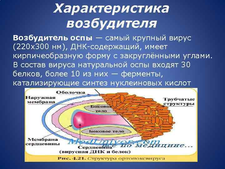 Характеристика возбудителя Возбудитель оспы — самый крупный вирус (220 x 300 нм), ДНК-содержащий, имеет