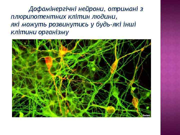 Дофамінергічні нейрони, отримані з плюрипотентних клітин людини, які можуть розвинутись у будь-які інші клітини