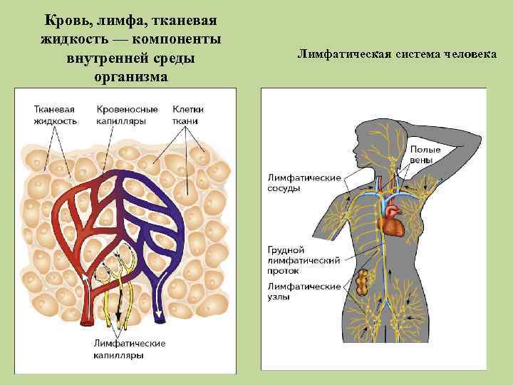 Кровь, лимфа, тканевая жидкость — компоненты внутренней среды организма Лимфатическая система человека 