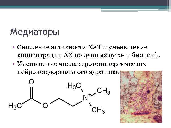 Медиаторы • Снижение активности ХАТ и уменьшение концентрации АХ по данных ауто- и биопсий.