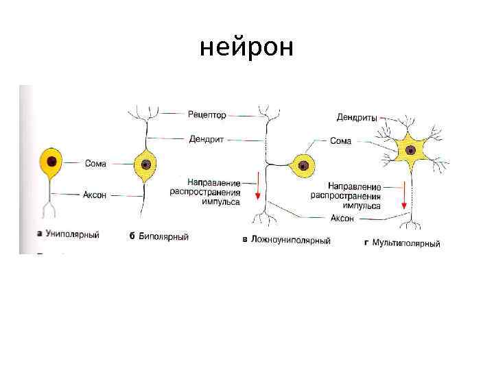 нейрон 