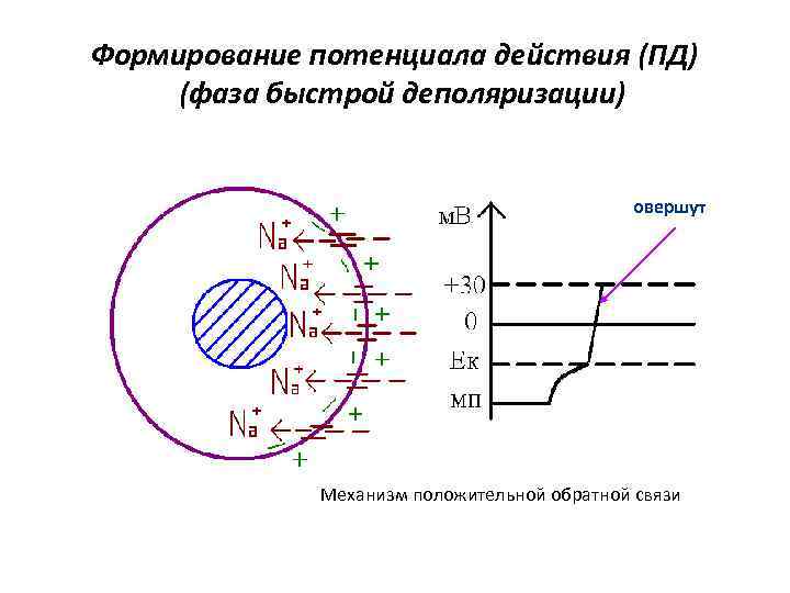 Формирование потенциала действия (ПД) (фаза быстрой деполяризации) овершут Механизм положительной обратной связи 