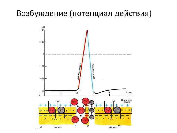 Потенциал возбуждения. Потенциал действия возбуждение. Потенциал действия и потенциал возбуждения. Потенциал действия возбуждение может передаваться по. Возбуждение распространение потенциала действия.