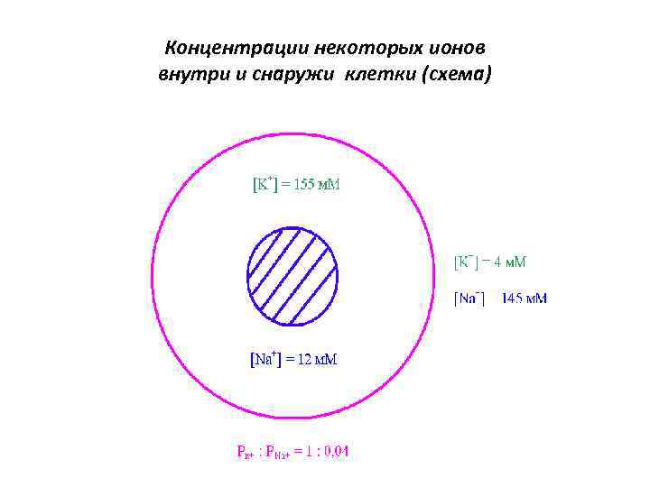 Концентрации некоторых ионов внутри и снаружи клетки (схема) 