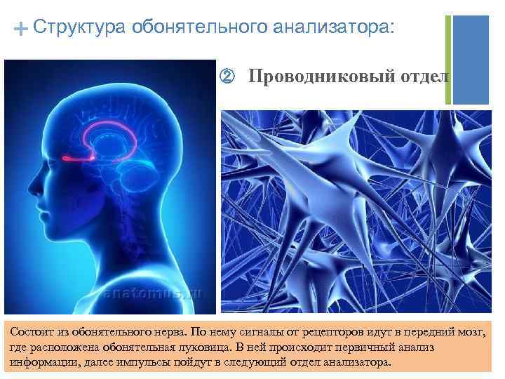 + Структура обонятельного анализатора: ② Проводниковый отдел Cостоит из обонятельного нерва. По нему сигналы