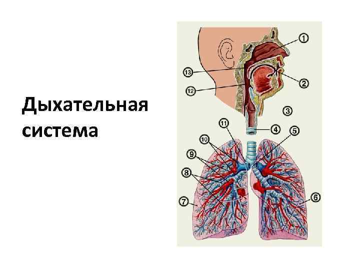 Дыхательная система 