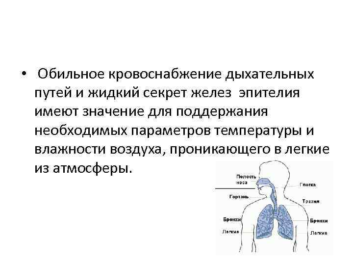  • Обильное кровоснабжение дыхательных путей и жидкий секрет желез эпителия имеют значение для