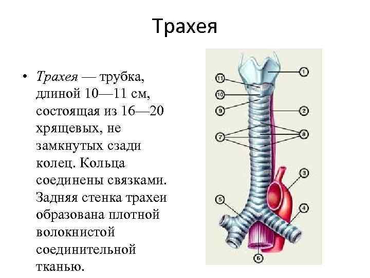 Какой цифрой на рисунке обозначена трахея