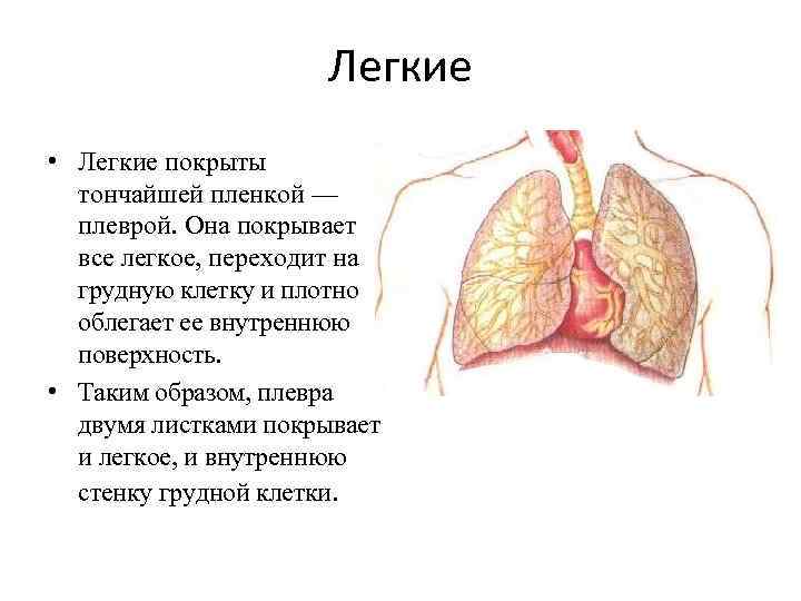 Легкие покрыты