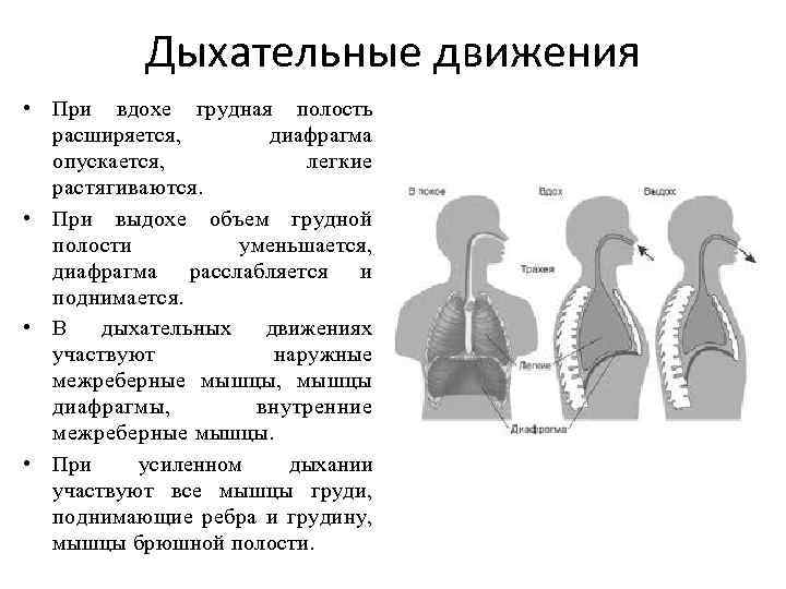 Дыхательные движения • При вдохе грудная полость расширяется, диафрагма опускается, легкие растягиваются. • При