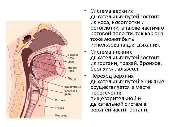 Строение верхних дыхательных путей человека фото и описание