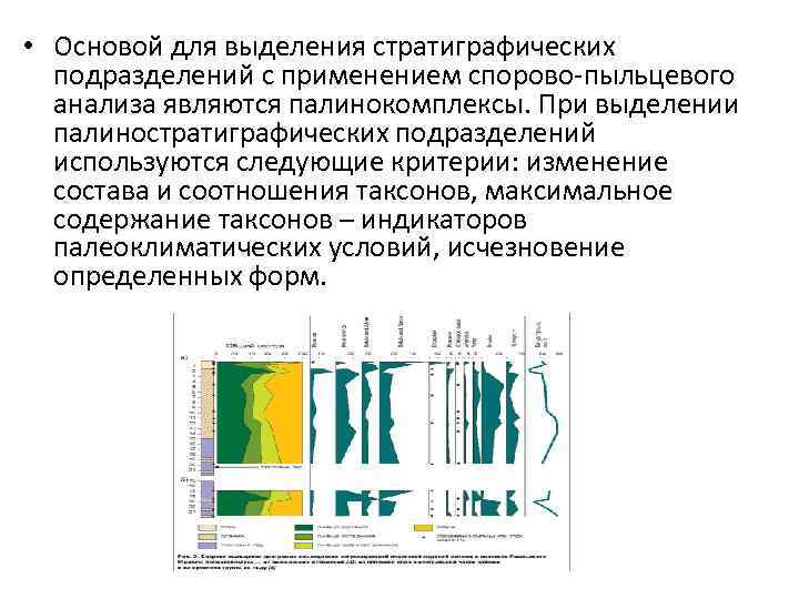  • Основой для выделения стратиграфических подразделений с применением спорово-пыльцевого анализа являются палинокомплексы. При