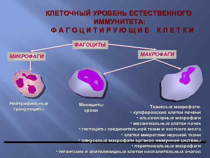 КЛЕТОЧНЫЙ УРОВЕНЬ ЕСТЕСТВЕННОГО ИММУНИТЕТА: ФАГОЦИТИРУЮЩИЕ КЛЕТКИ ФАГОЦИТЫ МАКРОФАГИ МИКРОФАГИ Нейтрофильные гранулоциты Моноциты крови Тканевые