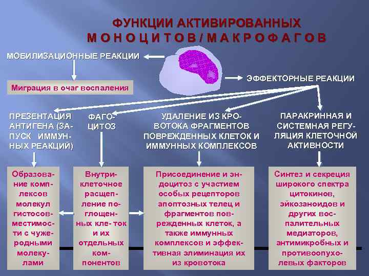 ФУНКЦИИ АКТИВИРОВАННЫХ МОНОЦИТОВ/МАКРОФАГОВ МОБИЛИЗАЦИОННЫЕ РЕАКЦИИ ЭФФЕКТОРНЫЕ РЕАКЦИИ Миграция в очаг воспаления ПРЕЗЕНТАЦИЯ АНТИГЕНА (ЗАПУСК