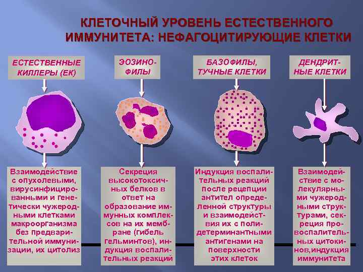 КЛЕТОЧНЫЙ УРОВЕНЬ ЕСТЕСТВЕННОГО ИММУНИТЕТА: НЕФАГОЦИТИРУЮЩИЕ КЛЕТКИ ЕСТЕСТВЕННЫЕ КИЛЛЕРЫ (ЕК) ЭОЗИНОФИЛЫ Взаимодействие с опухолевыми, вирусинфицированными