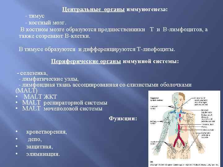 Центральные органы иммуногенеза: - тимус - костный мозг. В костном мозге образуются предшественники Т