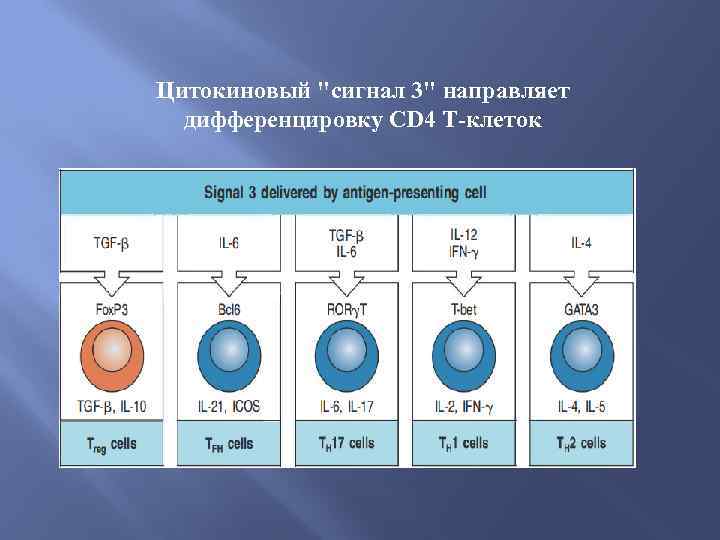 Цитокиновый 