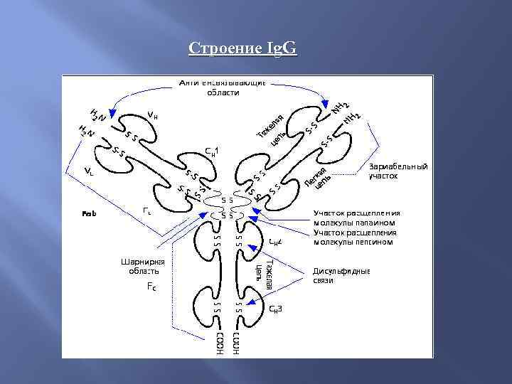 Строение Ig. G 
