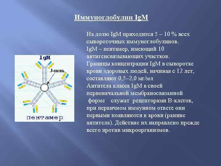 Иммуноглобулин Ig. M На долю Ig. М приходится 5 – 10 % всех сывороточных