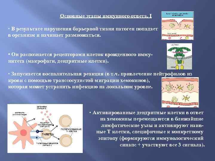 Барьерные ткани организма. Барьерные ткани иммунология. Онтогенез иммунной системы. Основные этапы иммунного ответа.