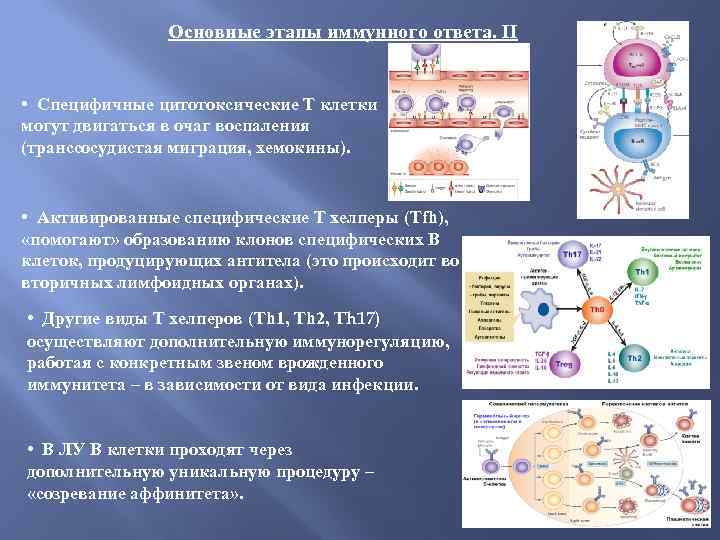 Основные этапы иммунного ответа. II • Специфичные цитотоксические Т клетки могут двигаться в очаг