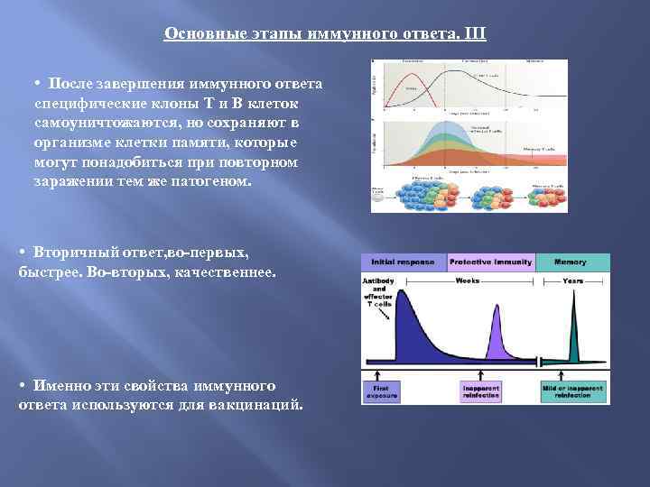 Основные этапы иммунного ответа. III • После завершения иммунного ответа специфические клоны Т и