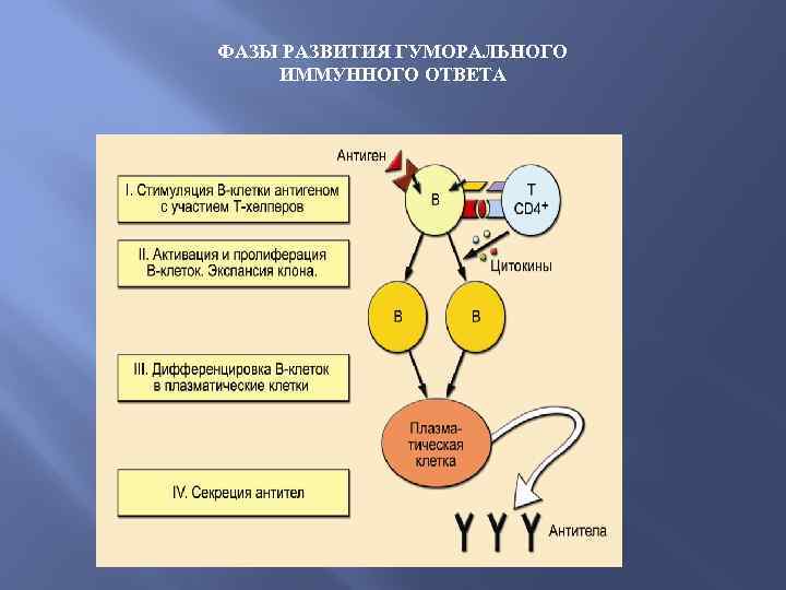 ФАЗЫ РАЗВИТИЯ ГУМОРАЛЬНОГО ИММУННОГО ОТВЕТА 