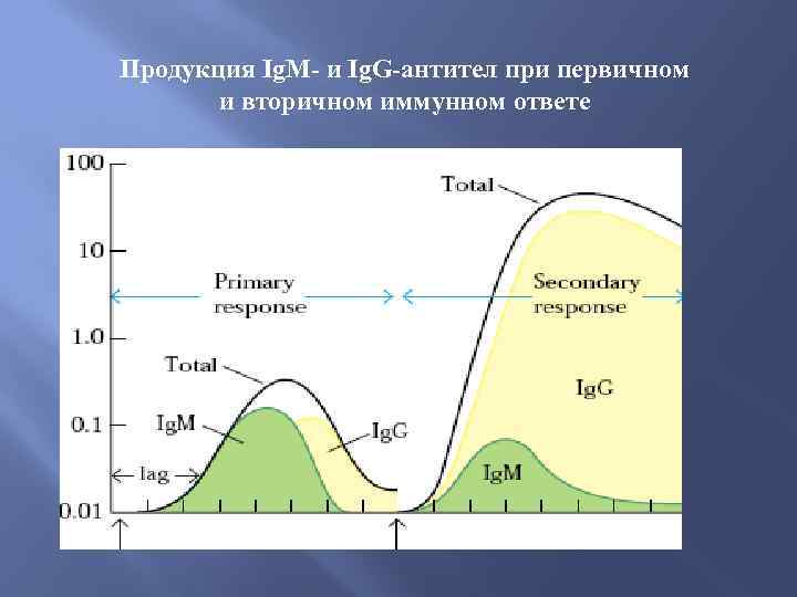 Продукция Ig. M- и Ig. G-антител при первичном и вторичном иммунном ответе 