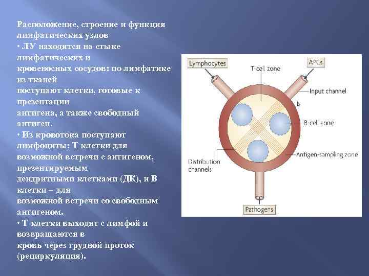 Расположение, строение и функция лимфатических узлов • ЛУ находятся на стыке лимфатических и кровеносных