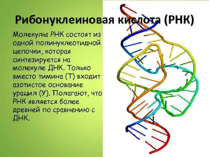 Рибонуклеиновая кислота (РНК) Молекулы РНК состоят из одной полинуклеотидной цепочки, которая синтезируется на молекуле