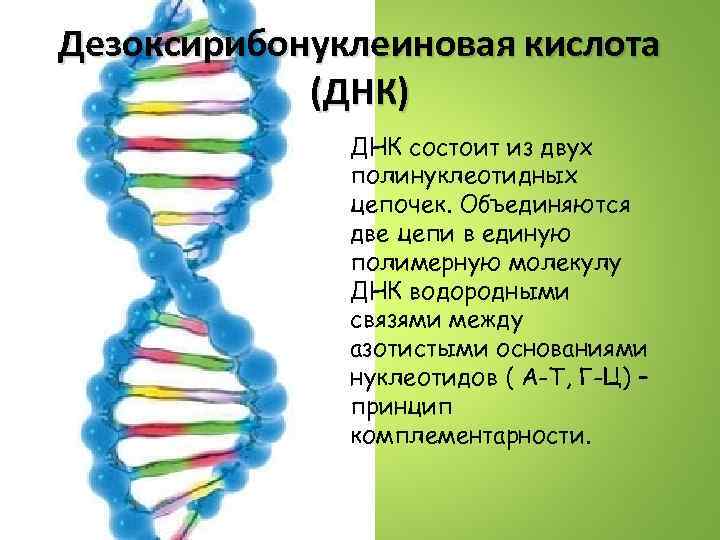Дезоксирибонуклеиновая кислота (ДНК) ДНК состоит из двух полинуклеотидных цепочек. Объединяются две цепи в единую