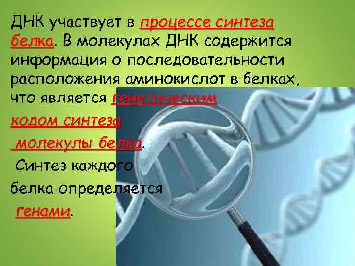 ДНК участвует в процессе синтеза белка. В молекулах ДНК содержится ка информация о последовательности