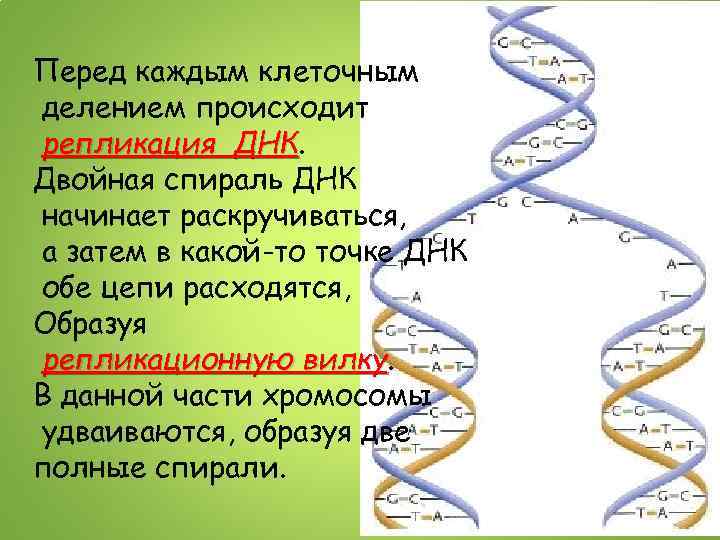 Перед каждым клеточным делением происходит репликация ДНК Двойная спираль ДНК начинает раскручиваться, а затем