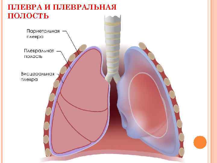 Синусы плевры картинка