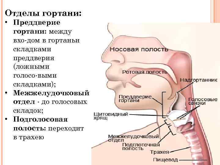Отделы гортани: • Преддверие гортани: между вхо дом в гортаньи складками преддверия (ложными голосо