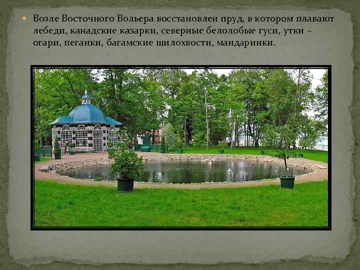  Возле Восточного Вольера восстановлен пруд, в котором плавают лебеди, канадские казарки, северные белолобые