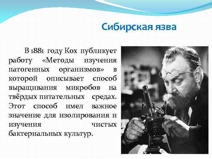 Сибирская язва В 1881 году Кох публикует работу «Методы изучения патогенных организмов» в которой