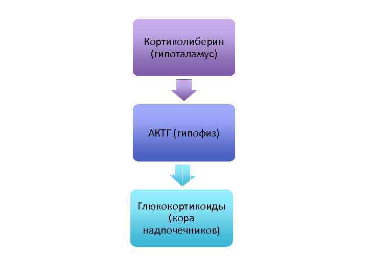 Кортиколиберин (гипоталамус) АКТГ (гипофиз) Глюкокортикоиды (кора надпочечников) 