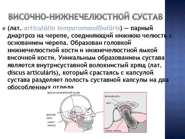  (лат. articulátio temporomandibuláris) — парный диартроз на черепе, соединяющий нижнюю челюсть с основанием