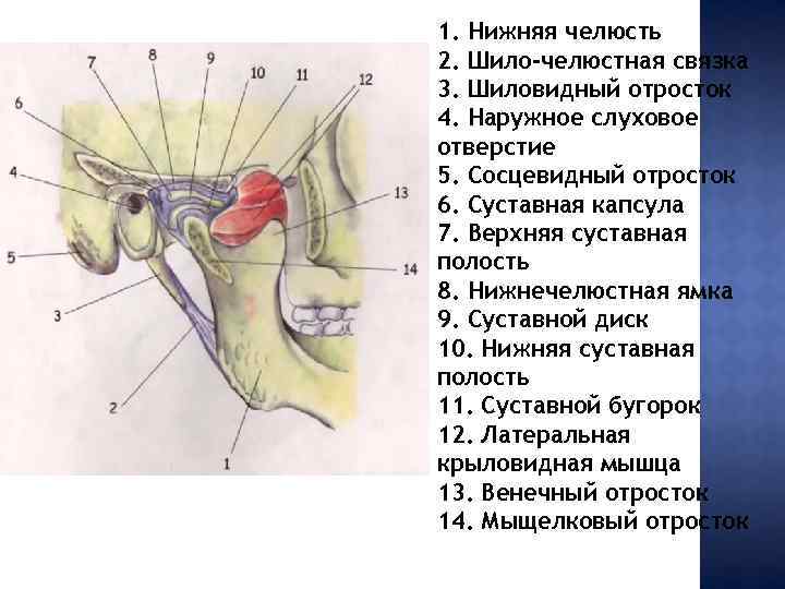 1. Нижняя челюсть 2. Шило-челюстная связка 3. Шиловидный отросток 4. Наружное слуховое отверстие 5.