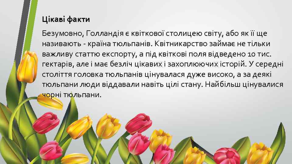 Цiкавi факти Безумовно, Голландія є квіткової столицею світу, або як її ще називають -
